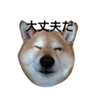 ごん太 (その1)（個別スタンプ：9）
