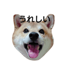 ごん太 (その1)（個別スタンプ：12）