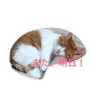 yoko2（個別スタンプ：6）
