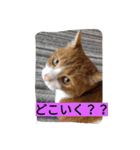 yoko2（個別スタンプ：12）