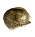 Sola-neko（個別スタンプ：1）