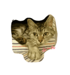 Sola-neko（個別スタンプ：11）