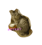 Sola-neko（個別スタンプ：12）