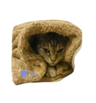 Sola-neko（個別スタンプ：13）