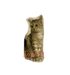 Sola-neko（個別スタンプ：15）