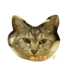 Sola-neko（個別スタンプ：16）