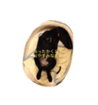 フラットコーテッド銀たん（個別スタンプ：4）