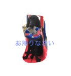 フラットコーテッド銀たん（個別スタンプ：8）