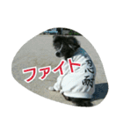 秋田犬 カッツと茶羽（個別スタンプ：15）