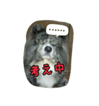 秋田犬 カッツと茶羽（個別スタンプ：32）