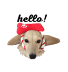 mei-ken dachshund（個別スタンプ：1）