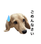 mei-ken dachshund（個別スタンプ：5）
