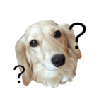 mei-ken dachshund（個別スタンプ：6）