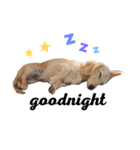 mei-ken dachshund（個別スタンプ：7）