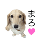 mei-ken dachshund（個別スタンプ：8）