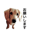 mei-ken dachshund（個別スタンプ：10）