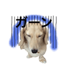 mei-ken dachshund（個別スタンプ：12）