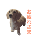 mei-ken dachshund（個別スタンプ：13）