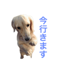 mei-ken dachshund（個別スタンプ：14）