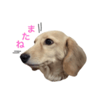 mei-ken dachshund（個別スタンプ：15）