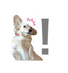 mei-ken dachshund（個別スタンプ：16）