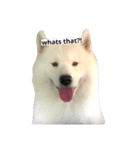 Lazy Samoyed (BJ)（個別スタンプ：1）