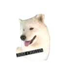 Lazy Samoyed (BJ)（個別スタンプ：2）