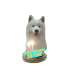 Lazy Samoyed (BJ)（個別スタンプ：3）