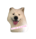 Lazy Samoyed (BJ)（個別スタンプ：4）