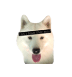Lazy Samoyed (BJ)（個別スタンプ：5）