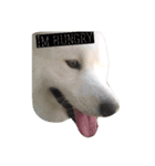 Lazy Samoyed (BJ)（個別スタンプ：6）
