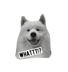 Lazy Samoyed (BJ)（個別スタンプ：7）