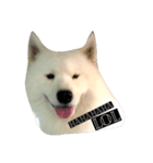 Lazy Samoyed (BJ)（個別スタンプ：8）