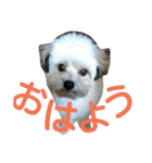 うちのあず（個別スタンプ：1）