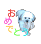 うちのあず（個別スタンプ：3）