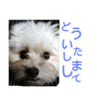 うちのあず（個別スタンプ：4）