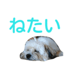 うちのあず（個別スタンプ：6）