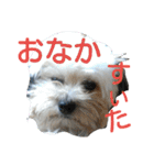 うちのあず（個別スタンプ：7）
