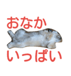 うちのあず（個別スタンプ：8）