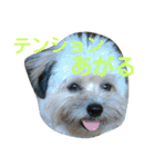 うちのあず（個別スタンプ：11）