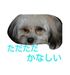 うちのあず（個別スタンプ：12）