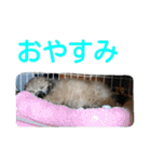 うちのあず（個別スタンプ：13）