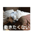 うちのあず（個別スタンプ：16）