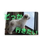 うちのあず（個別スタンプ：17）