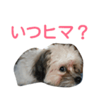 うちのあず（個別スタンプ：19）