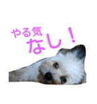 うちのあず（個別スタンプ：22）