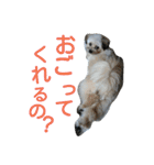 うちのあず（個別スタンプ：24）