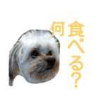 うちのあず（個別スタンプ：33）