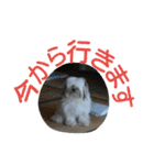 うちのあず（個別スタンプ：36）