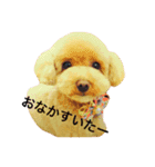 トイプのにゃーちゃん2（個別スタンプ：15）